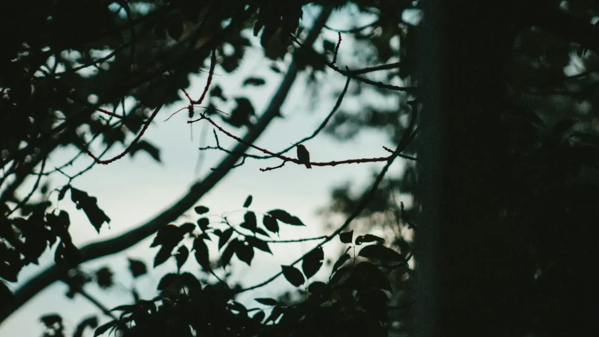 Ciemne gałęzie drzew na tle jasnego nieba