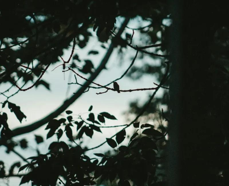 Ciemne gałęzie drzew na tle jasnego nieba