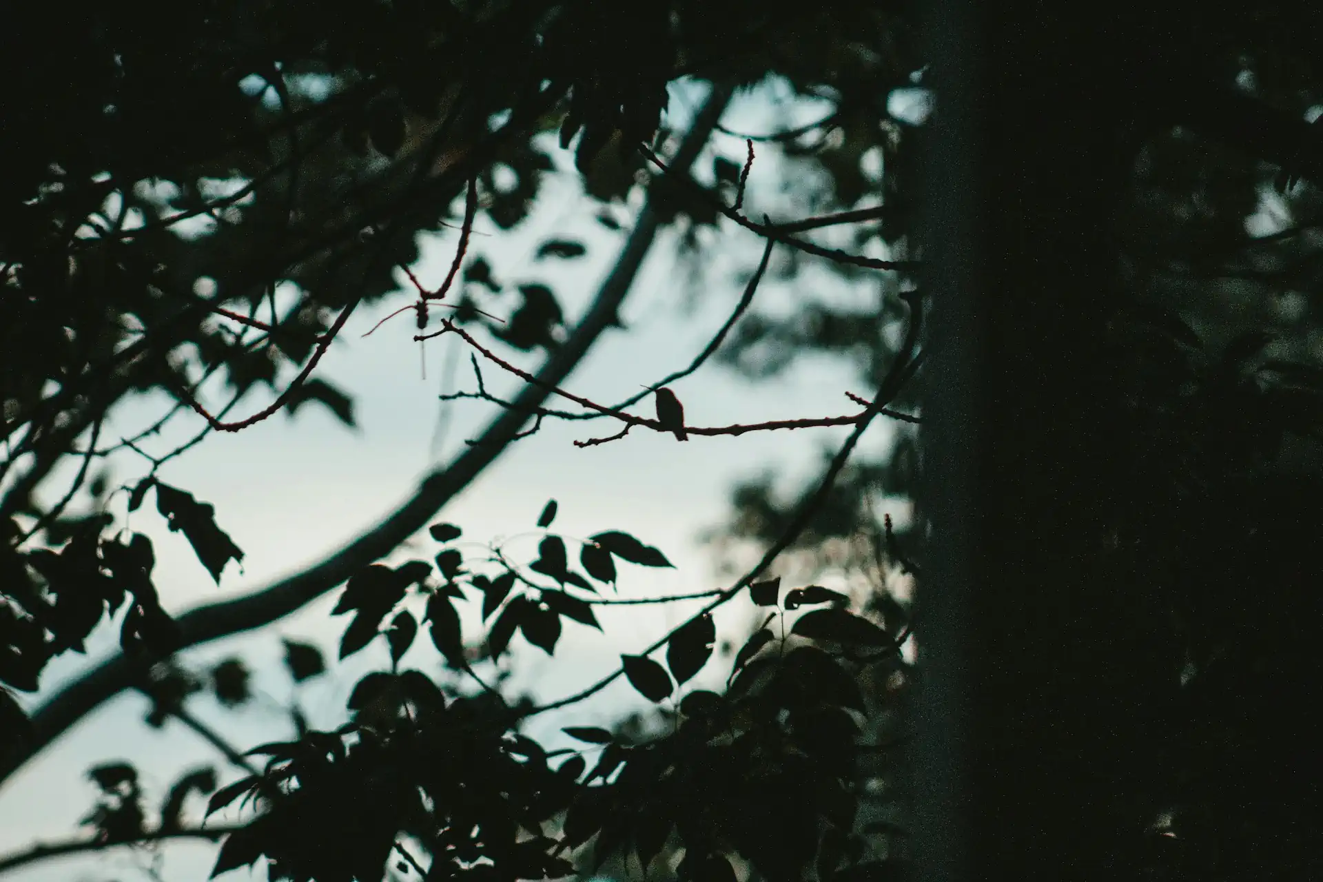 Ciemne gałęzie drzew na tle jasnego nieba